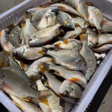 批发北部湾生猛海捕黄翅鱼（腊鱼）