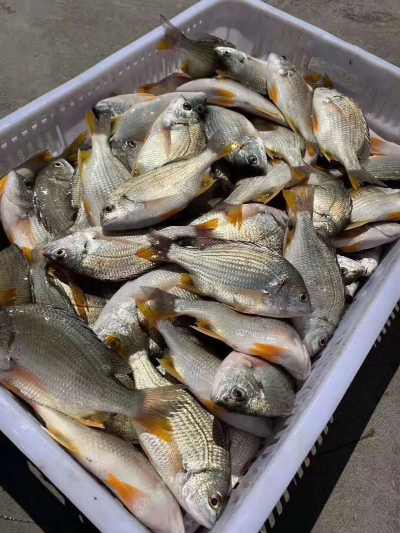 批发北部湾生猛海捕黄翅鱼（腊鱼）