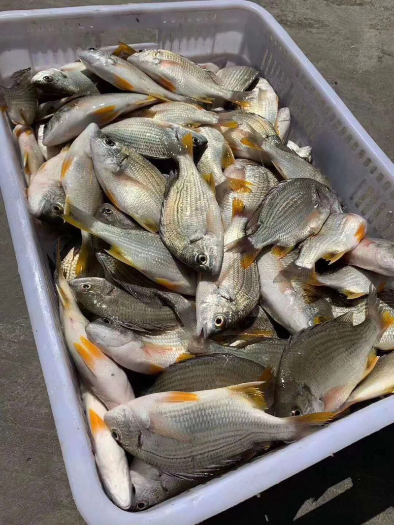 批发北部湾生猛海捕黄翅鱼（腊鱼）