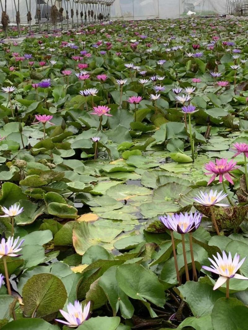 产地批发香莲水生植物莲花基地直销一手货源视频看货