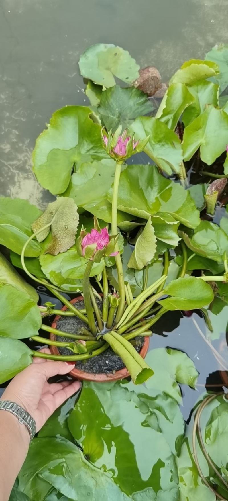 产地批发香莲水生植物莲花基地直销一手货源视频看货