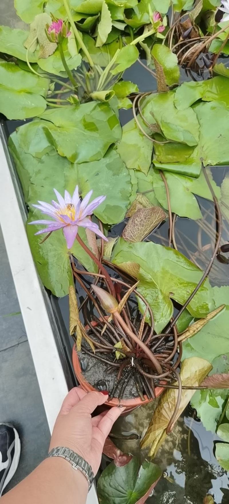 产地批发香莲水生植物莲花基地直销一手货源视频看货