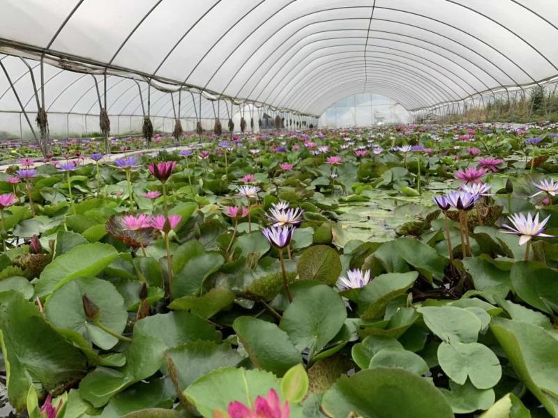 产地批发香莲水生植物莲花基地直销一手货源视频看货