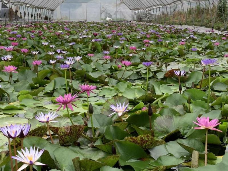 产地批发香莲水生植物莲花基地直销一手货源视频看货