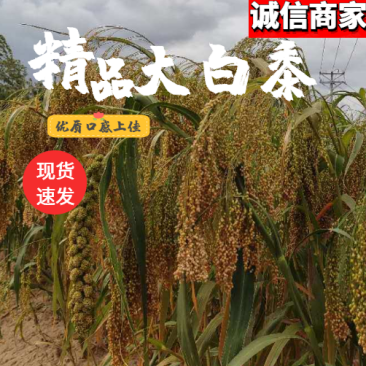 优质黍子谷子玉米：产粮大省欢迎各大厂家客商老板洽谈选购！