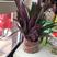 紫罗兰盆栽紫竹梅紫叶吊兰阳台室内办公桌面创意真花水培盆栽