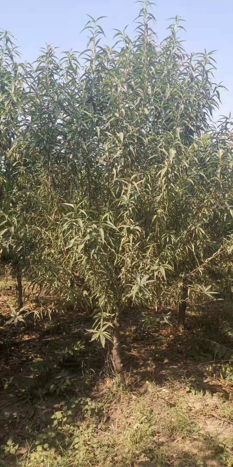 2-6公分毛桃桩桃树嫁接砧木主杆80