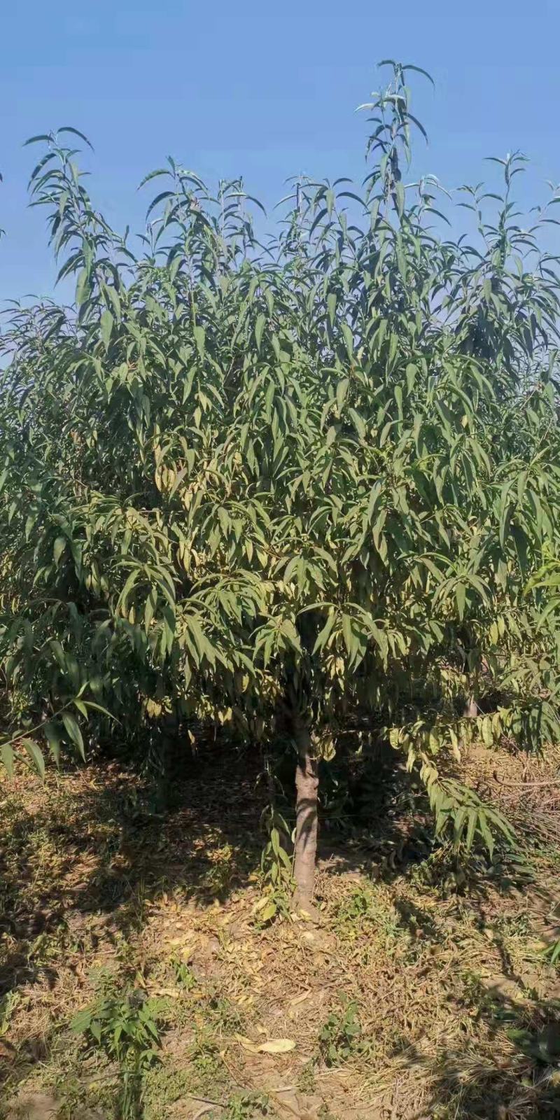 2-6公分毛桃桩桃树嫁接砧木主杆80