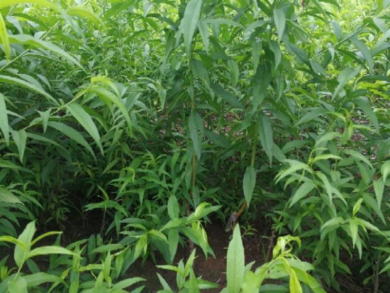 2-6公分毛桃桩桃树嫁接砧木主杆80