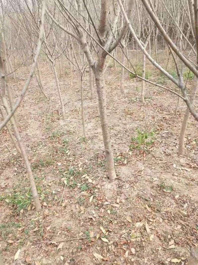 2-6公分毛桃桩桃树嫁接砧木主杆80