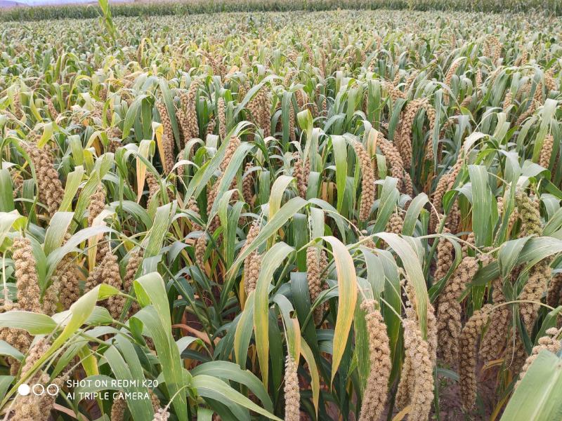 【品质推荐】金黄小米农家小米产地直销米香纯正