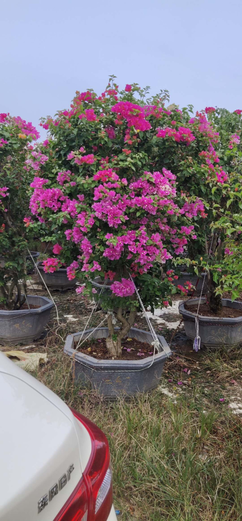 多彩三角梅，多色三角梅，多色柱子等等其他绿化苗木