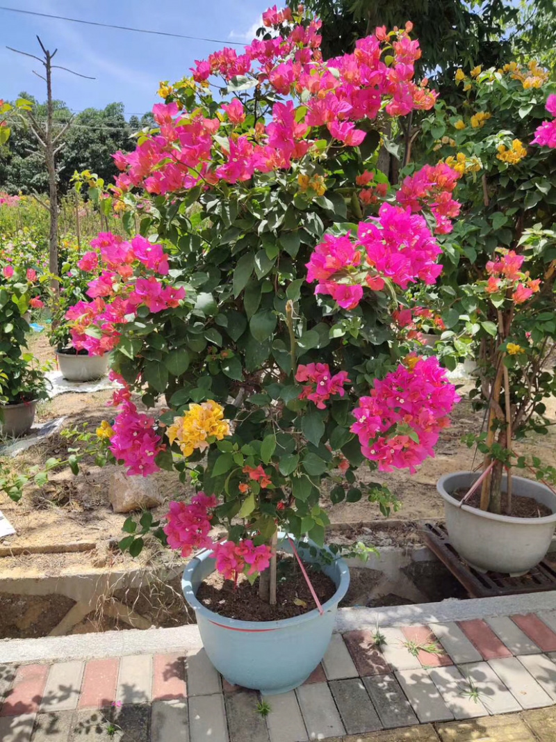 多彩三角梅，多色三角梅，多色柱子等等其他绿化苗木