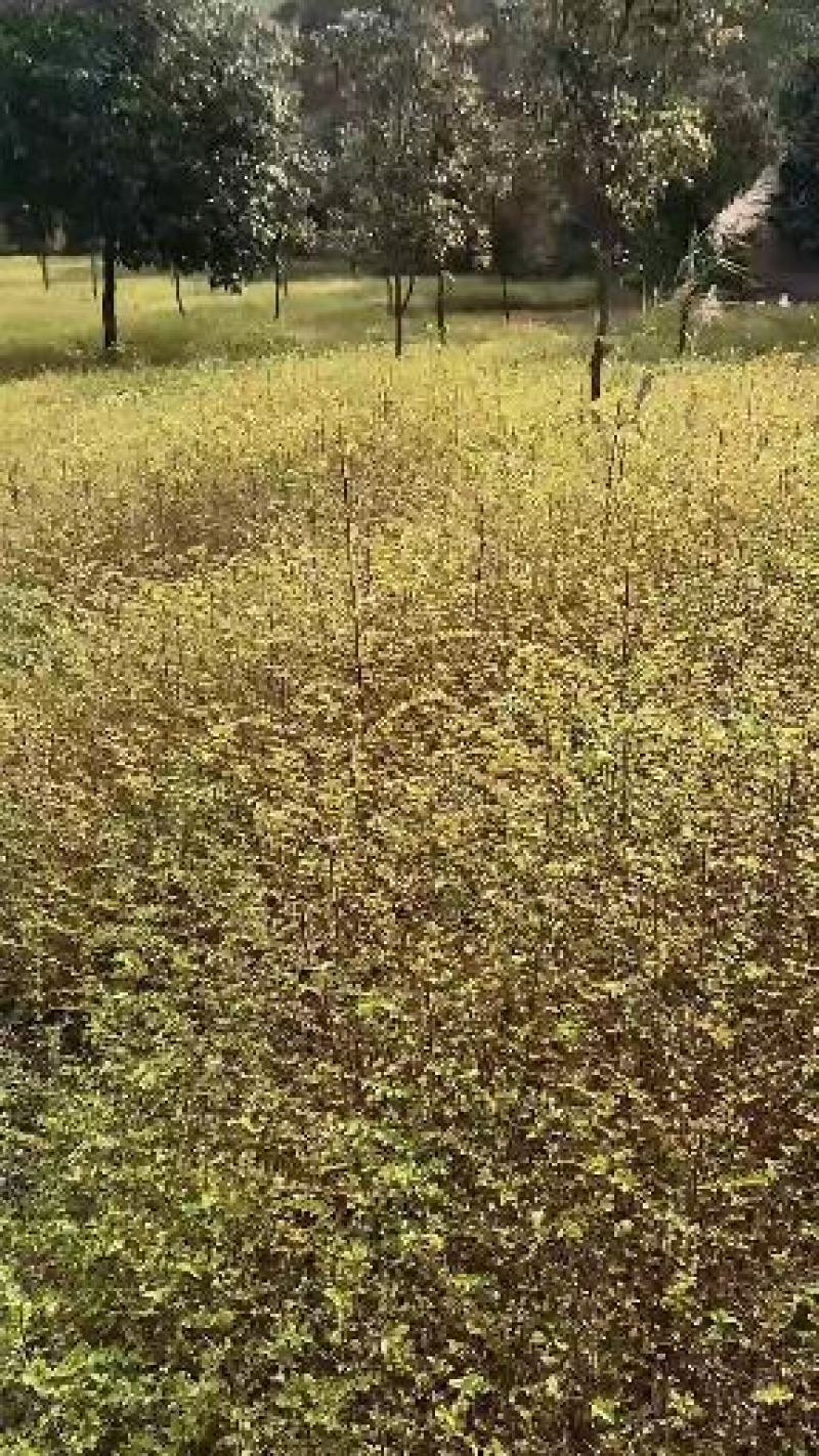 大量供应马甲子刺苗铁篱笆场地批发直供