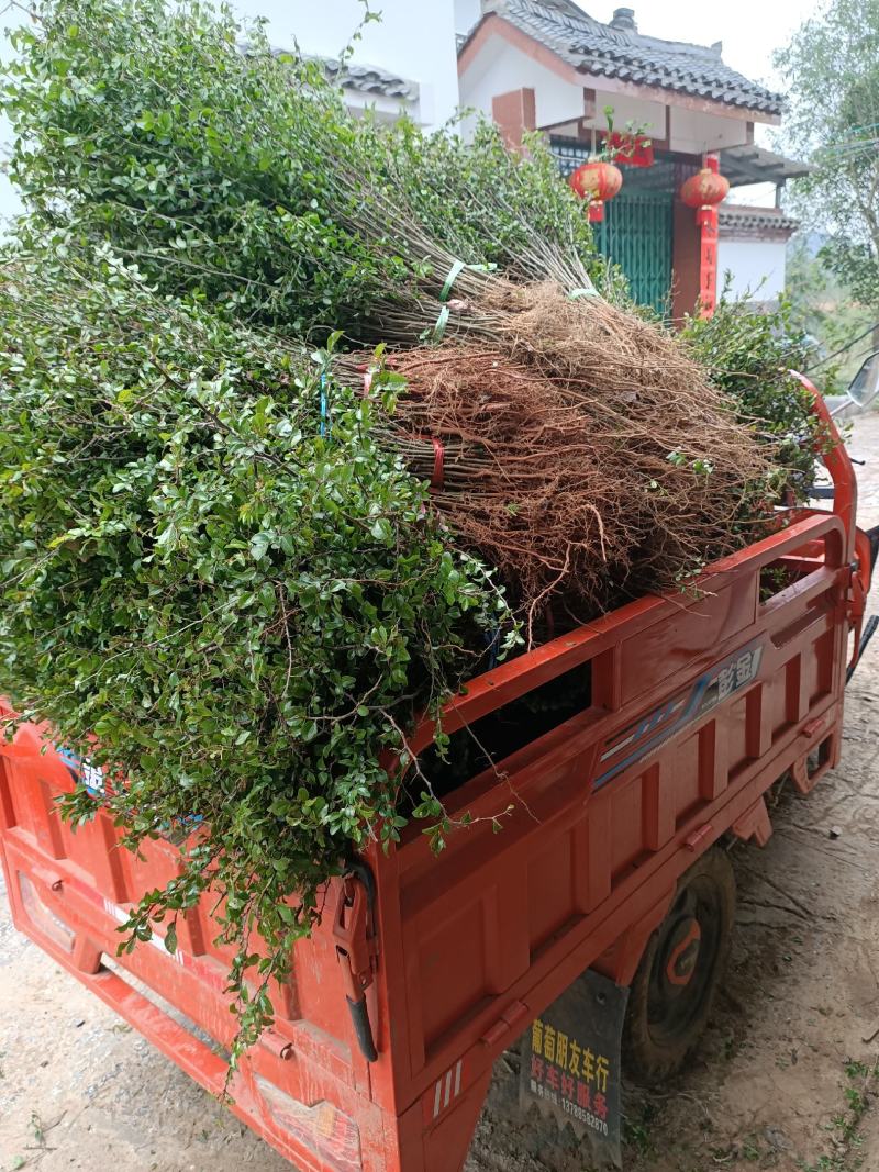 大量供应马甲子刺苗铁篱笆场地批发直供