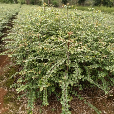 大量供应马甲子刺苗铁篱笆场地批发直供