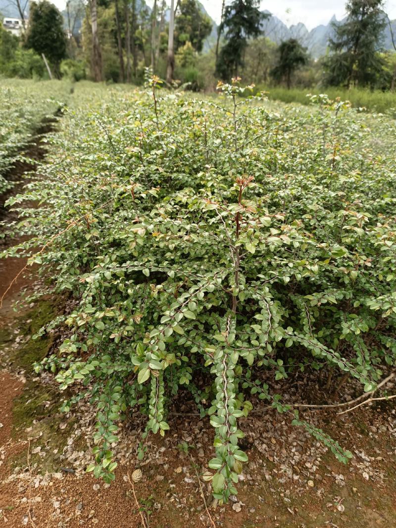 大量供应马甲子刺苗铁篱笆场地批发直供