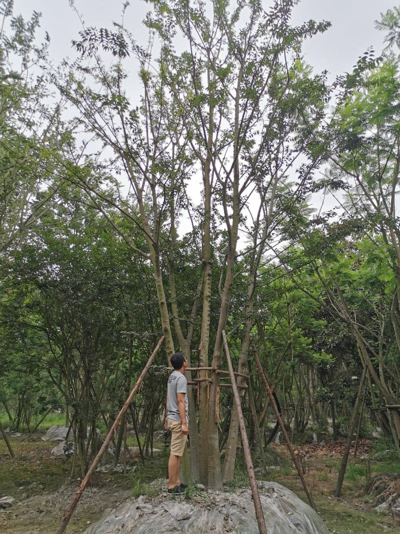 苗圃直供上千颗各规格拼栽丛生朴树，保质保量
