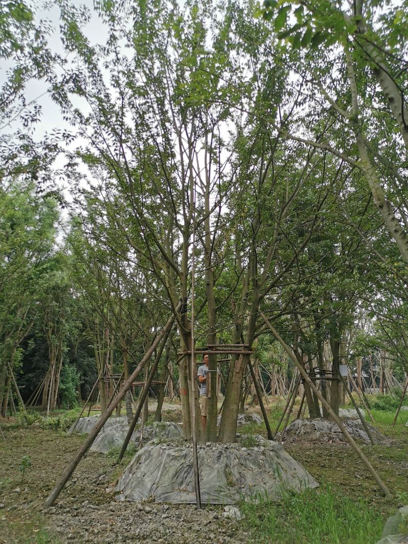 苗圃直供上千颗各规格拼栽丛生朴树，保质保量