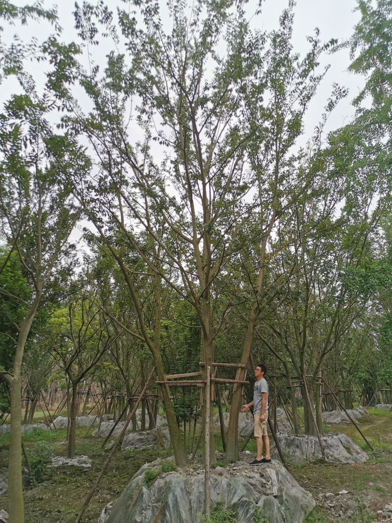 苗圃直供上千颗各规格拼栽丛生朴树，保质保量