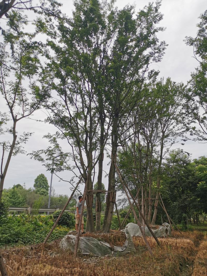 苗圃直供上千颗各规格拼栽丛生朴树，保质保量