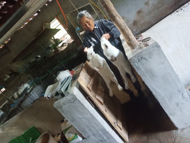 农家纯草自繁自养生态养殖商品种兔肉广元周边包邮
