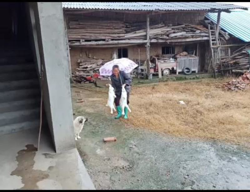 农家纯草自繁自养生态养殖商品种兔肉广元周边包邮