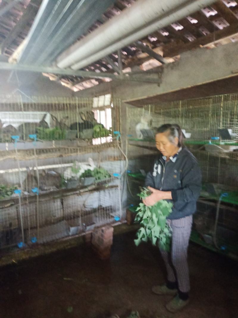 农家纯草自繁自养生态养殖商品种兔肉广元周边包邮