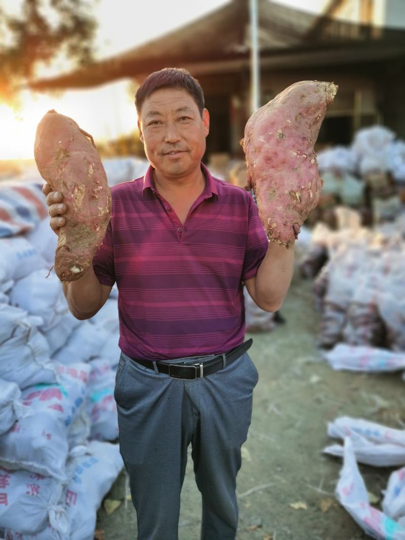 山东临沂佳盈薯业红薯地瓜购销产地直发货量充足