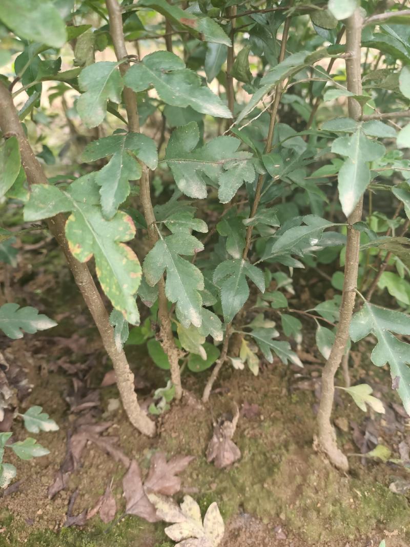 供应棠梨苗鸟梨苗棠梨苗实生苗包邮