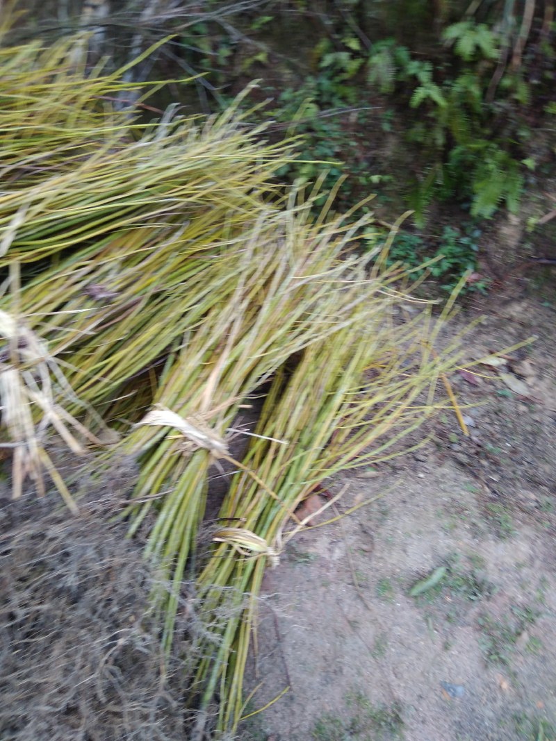 檫树苗、檫木苗、江西宜春产地直供檫木苗、花楸苗、檫木