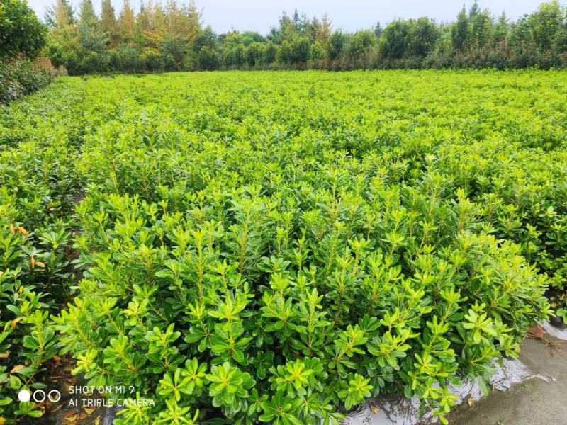 海桐宝珠香工程苗基地供应毛笼子绿篱大小规格齐全