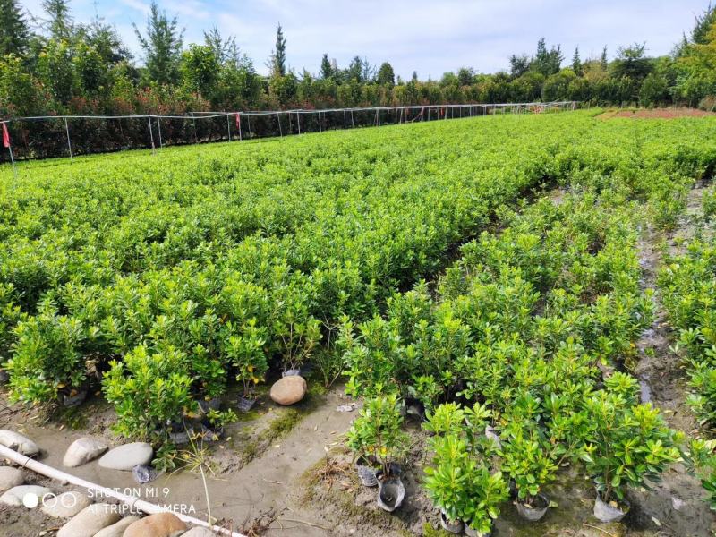 海桐宝珠香工程苗基地供应毛笼子绿篱大小规格齐全