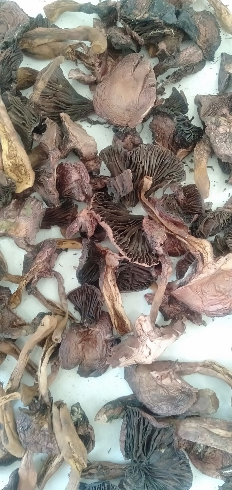 产区供承德隆化县野生蘑菇