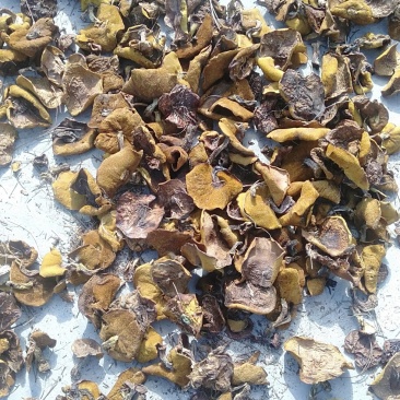 产区供承德隆化县野生蘑菇