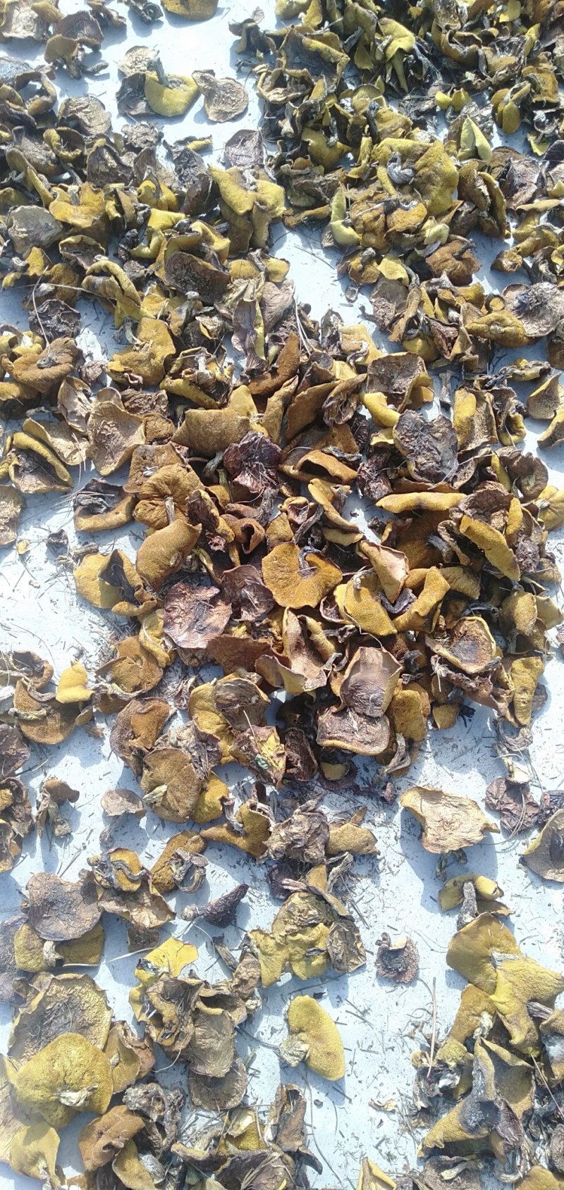 产区供承德隆化县野生蘑菇