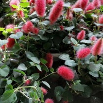 兔尾草杯苗，兔尾草成都基地货源，兔尾草杯苗价格
