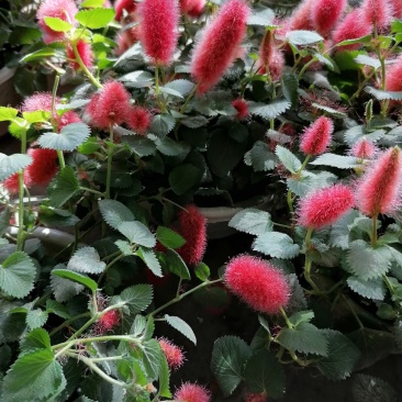 兔尾草杯苗，兔尾草成都基地货源，兔尾草杯苗价格