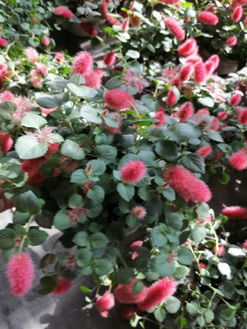 兔尾草杯苗，兔尾草成都基地货源，兔尾草杯苗价格