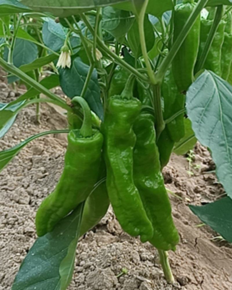 大棚辣椒大量上市，欢迎订购。