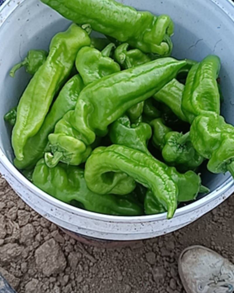 大棚辣椒大量上市，欢迎订购。