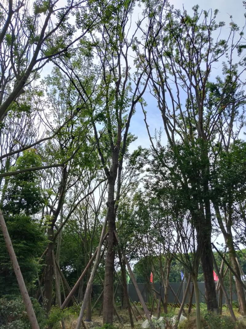 苗圃直供各规格熟货黄连木，欢迎来撩