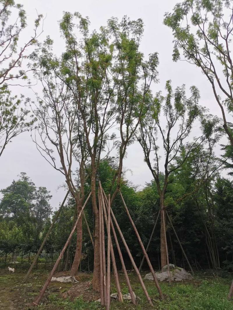 苗圃直供各规格熟货黄连木，欢迎来撩