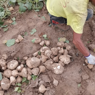 蔬菜沙土地凉薯地瓜土瓜沙葛代办。优质代办供应链，兴盛优选