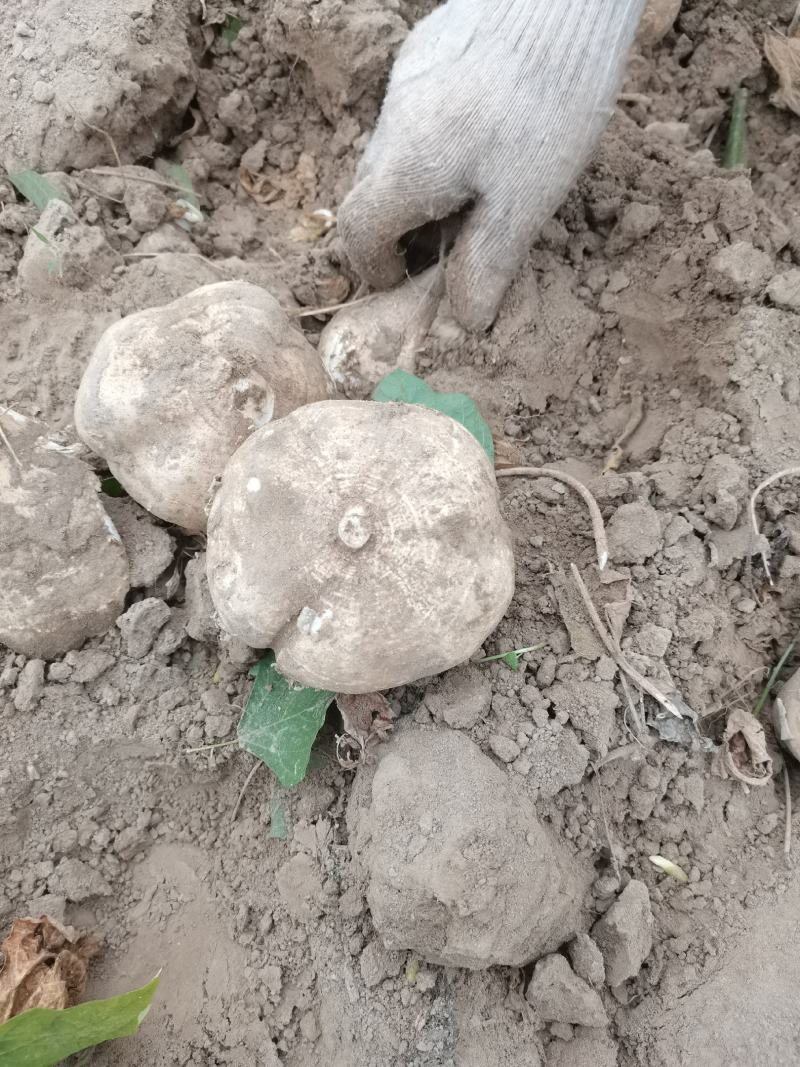 蔬菜沙土地凉薯地瓜土瓜沙葛代办。优质代办供应链，兴盛优选