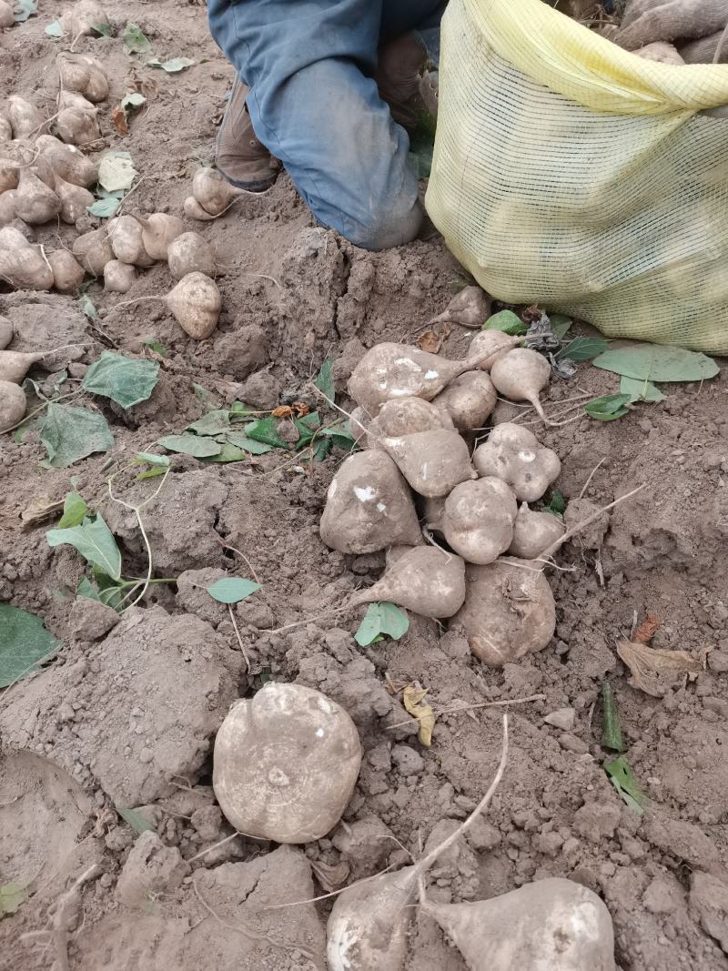 蔬菜沙土地凉薯地瓜土瓜沙葛代办。优质代办供应链，兴盛优选