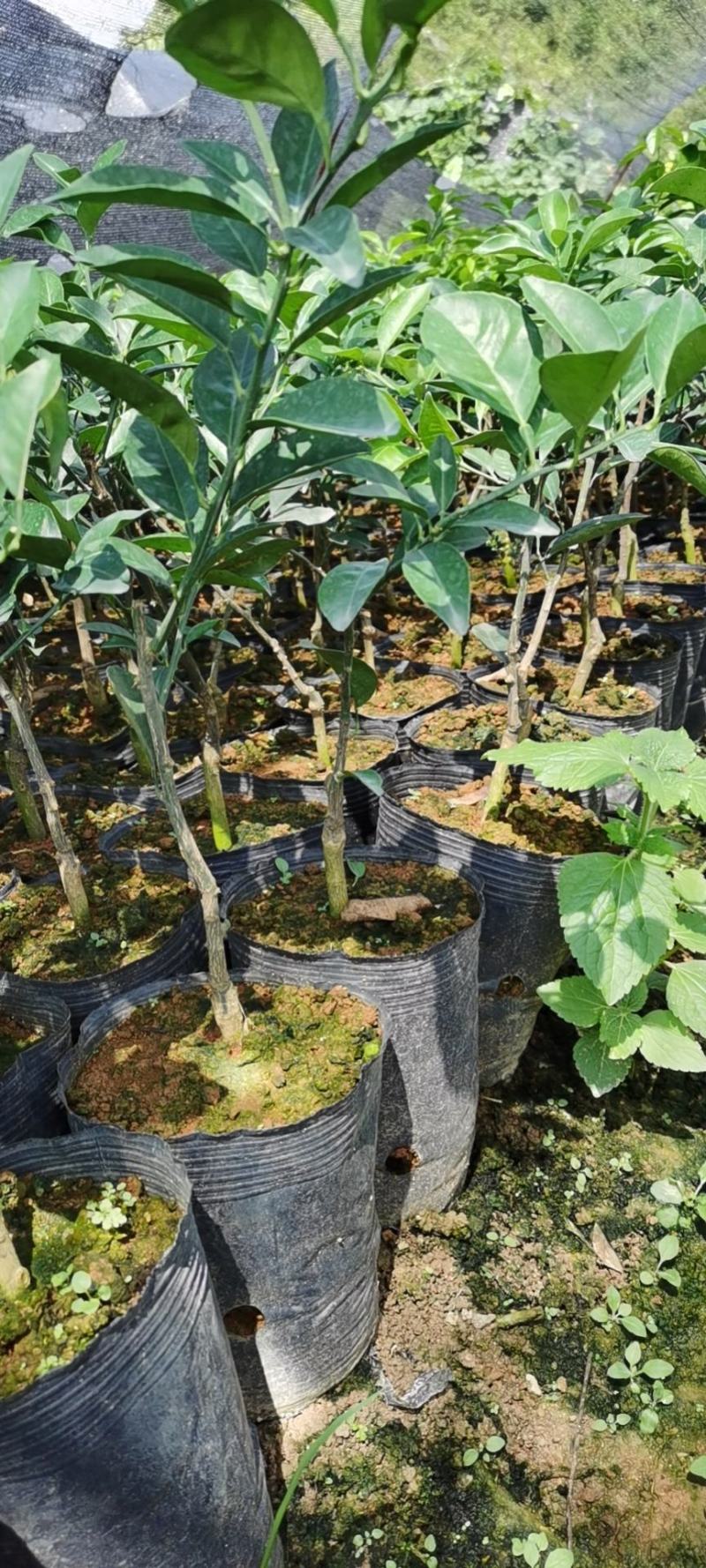 伦晚脐橙苗包邮品种保证免费枝术支持