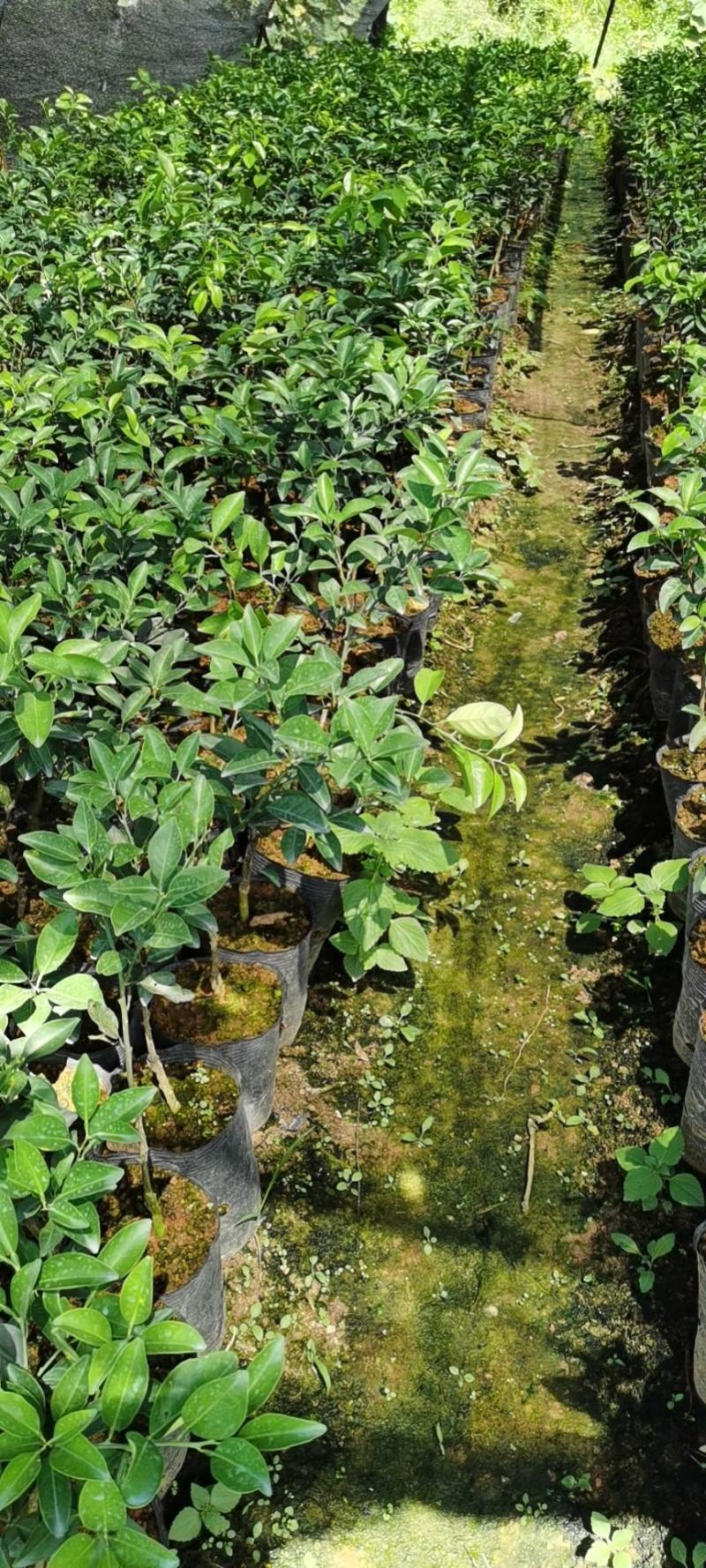 伦晚脐橙苗包邮品种保证免费枝术支持