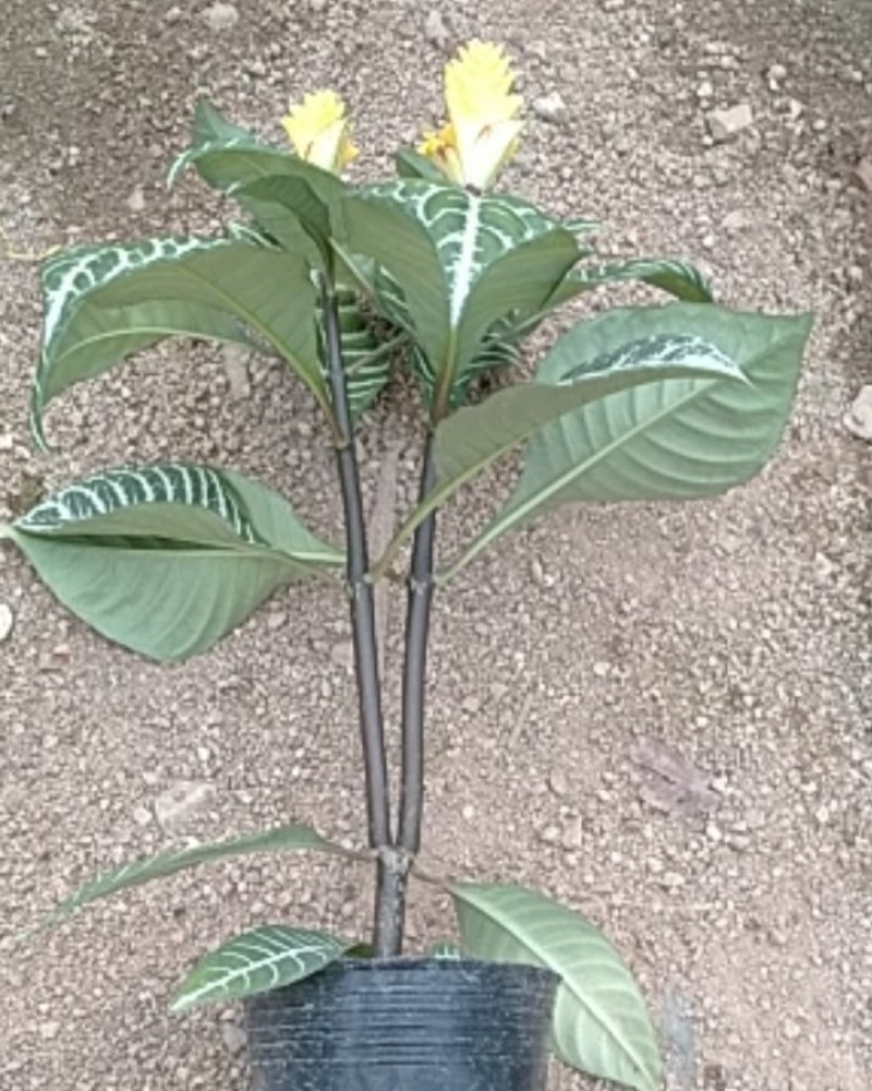 银脉多种规格可供选择