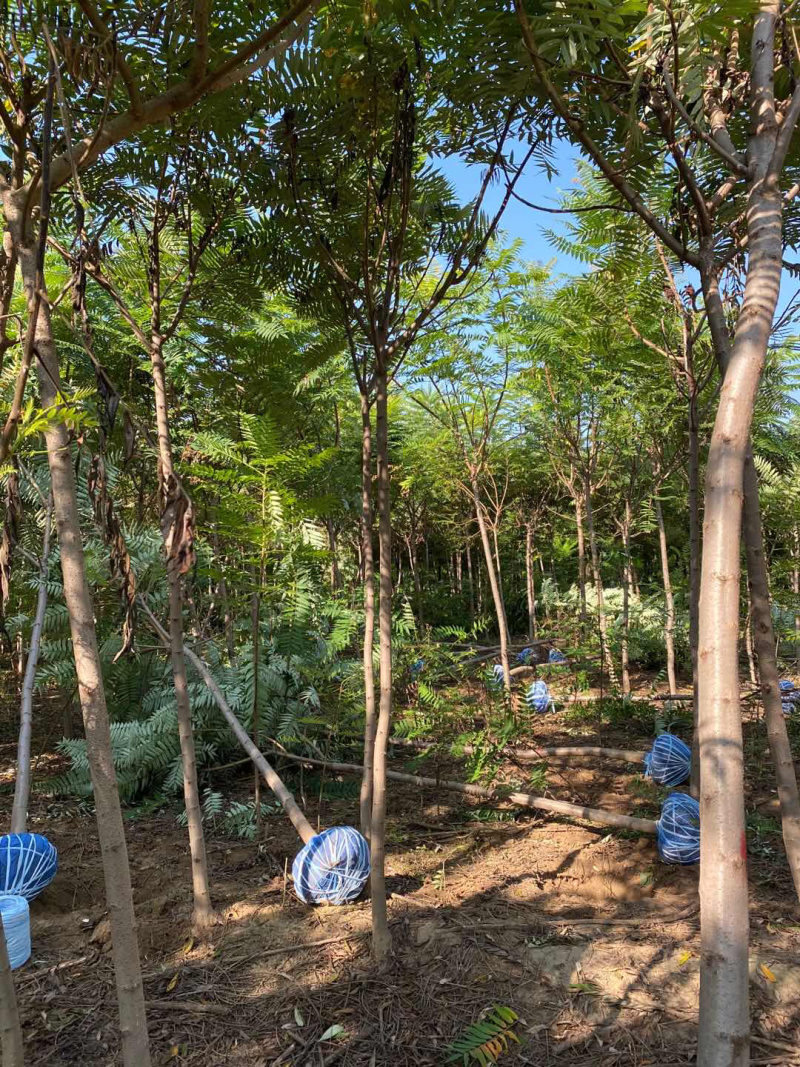 火炬树2-10公分火炬树一律批发价！